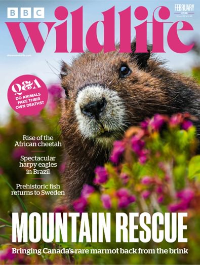 BBC Wildlife (UK) magazine cover