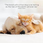 2026 Animal Friends Calendar alternate 1