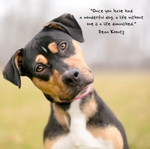 2026 Dogs Life Calendar alternate 1
