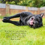 2027 Dogs Life Calendar alternate 1