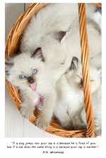 2025 Cats In Small Places Diary alternate 1