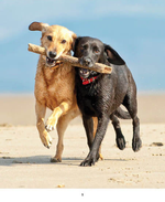 2025 Dogs Life Diary alternate 2