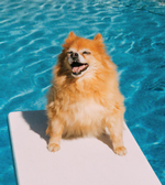 2026 Dogs Life Diary alternate 2