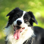 2026 Border Collies Calendar alternate 1