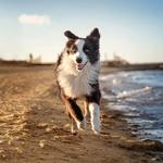 2027 Border Collies Calendar alternate 1