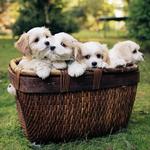 2026 Puppies in a Pickle Calendar alternate 1