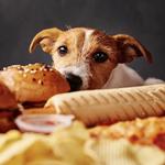 2027 Puppies in a Pickle Calendar alternate 1