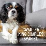 Cavilliers 2020 Calender