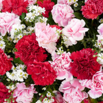 2026 Flower of the Month Calendar alternate 1