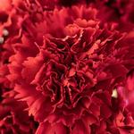 2027 Flower of the Month Calendar alternate 1