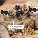 2024 Gangs of Meerkat Manor Calendar alternate 1