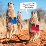 2026 Gangs of Meerkat Manor Calendar alternate 1