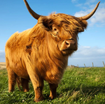 2025 Highland Cows Calendar alternate 1