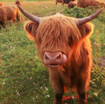 2026 Highland Cows Calendar alternate 1