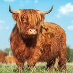 2027 Highland Cows Calendar alternate 1