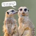 2026 Meerkats Calendar alternate 1