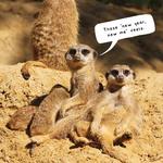 2027 Meerkats Calendar alternate 1
