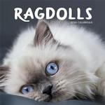 Ragdolls 2020 Calendar thumbnail