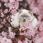 2026 Ragdolls Calendar alternate 1
