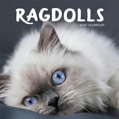 Ragdolls 2020 Calendar cover
