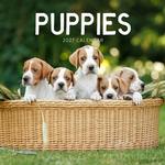 2027 Puppies Calendar