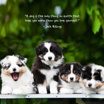2026 Puppies Calendar alternate 1