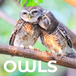 2024 Owls Calendar thumbnail