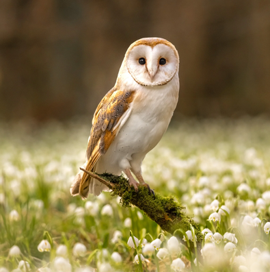 2025 Owls Calendar Isubscribe Com Au Owls Calendar Sep 2024 1