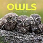 Owls 2020 Calendar thumbnail