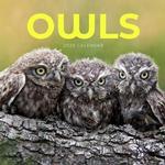 Owls 2020 Calendar