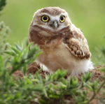 2026 Owls Calendar alternate 1