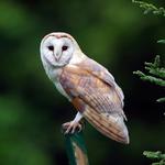2027 Owls Calendar alternate 1