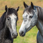 2026 Our Australia Wild Horses Calendar alternate 1