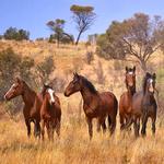 2027 Wild Horses The Brumby Calendar alternate 1