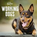 2026 Our Australia Working Dogs Calendar thumbnail
