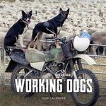 Our Australia Working Dogs 2020 Calendar
