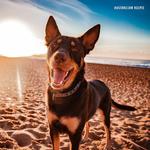 2026 Our Australia Working Dogs Calendar alternate 1