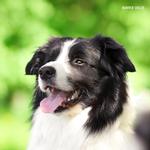 2027 Our Australia Working Dogs Calendar alternate 1