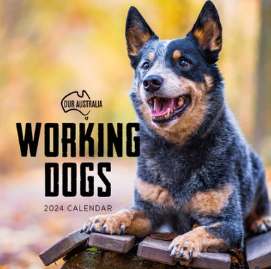 2024 Our Australia Working Dogs Calendar cover