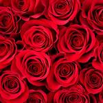 2027 Our Australia Roses Calendar alternate 1