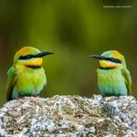 2026 Our Australia Exotic Birds Calendar alternate 1