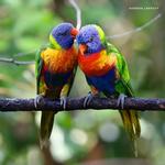 2027 Our Australia Exotic Birds Calendar alternate 1