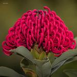 2026 Our Australia Flowers Calendar alternate 1