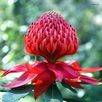 2027 Our Australia Flowers Calendar alternate 1