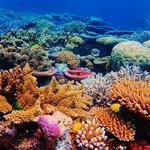 2027 Our Australia Reefs Above & Below Calendar alternate 1