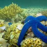2024 Our Australia Reefs Calendar alternate 1