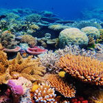 2026 Our Australia Reefs Calendar alternate 1