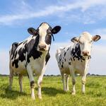 2026 Our Australia Farm Animals Calendar alternate 1
