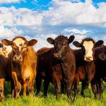 2027 Our Australia Farm Animals Calendar alternate 1