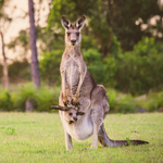 2024 Our Australia Native Animals Calendar alternate 1